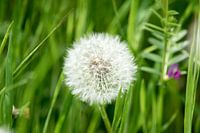 Bloem dandelion puffballs