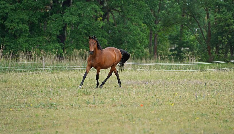 Trakehner Feldmeyer in the pasture by Babetts Bildergalerie