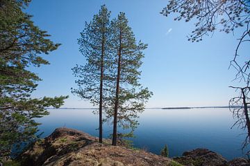 zwei weihnachtsbäume auf einem stein vor einem hintergrund von blauem wasser skandinavien, karelien von Michael Semenov