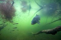 carp between tree branches