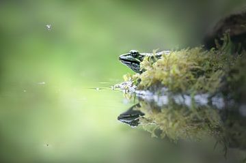 Frog and mosquito at the pond by Rianne van Diemen