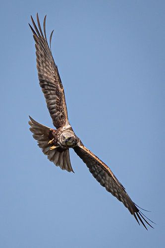 Marsh harrier by Linda Raaphorst