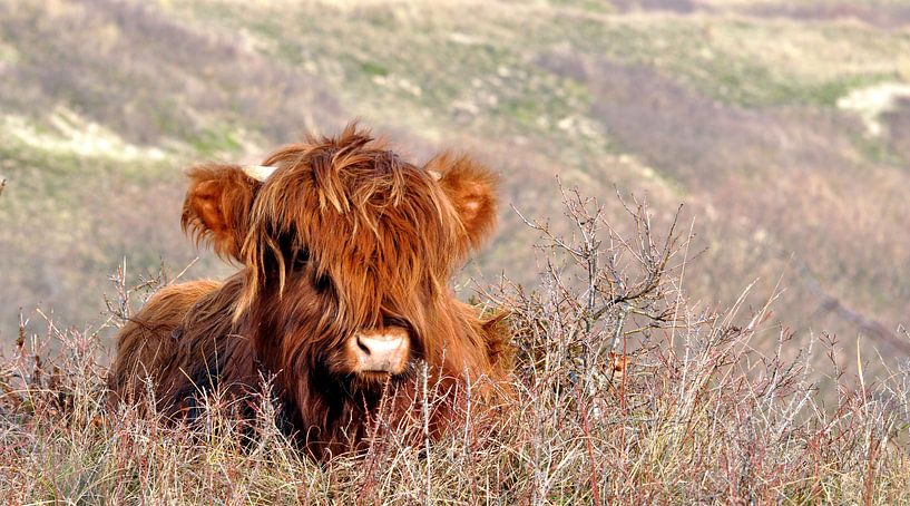 Schotse Hooglander van CreaBrig Fotografie