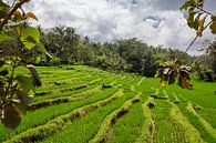 Bali rijstterrassen. De mooie en dramatische rijstvelden. Een echt inspirerend landschap van Tjeerd Kruse thumbnail