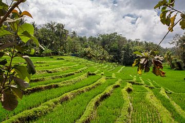Bali rice terraces. The beautiful and dramatic rice fields. A truly inspiring landscape by Tjeerd Kruse