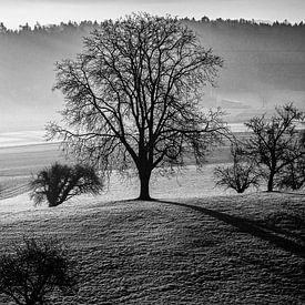 Baum im Sonnenaufgang von Felix Kammerlander