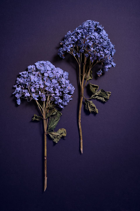 Compositie gedroogde Hydrangea's van <span class="secondary-font">Karel Ham</span>