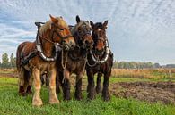 Trekpaarden op een akker van Bram van Broekhoven thumbnail