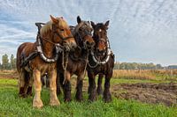 Draught horses in a field