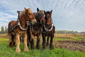 Trekpaarden op een akker