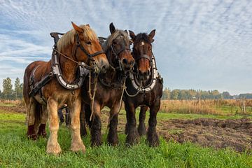 Draught horses in a field by Bram van Broekhoven