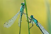 Lanternes (demoiselles) par René Vos Aperçu