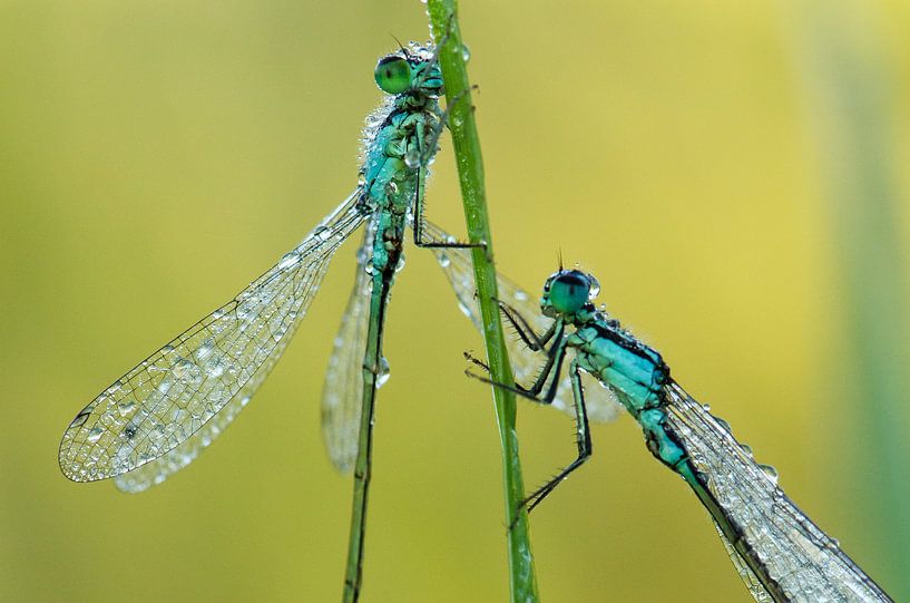 Lanternes (demoiselles) par René Vos