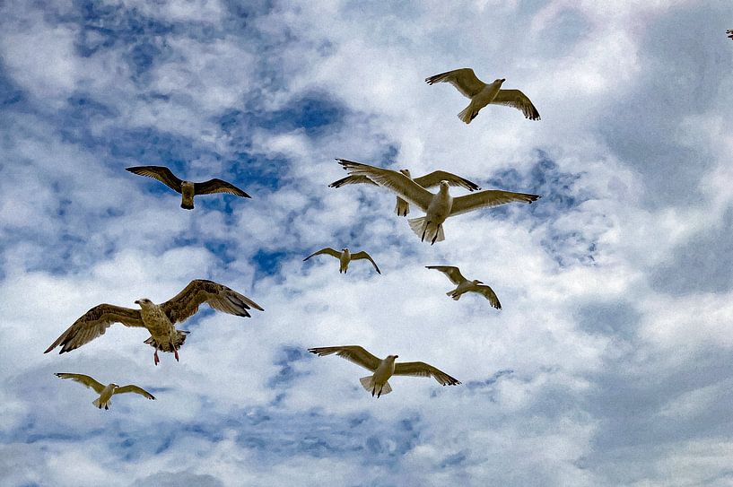 Gulls by Truckpowerr