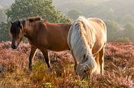 Pferde auf der Heide von Klaas Doting Miniaturansicht