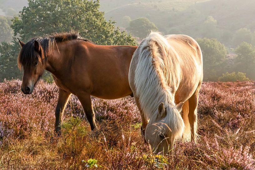 Pferde auf der Heide von Klaas Doting