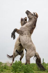 Paarden | Stijgerende konikpaarden - Oostvaardersplassen 2 van Servan Ott