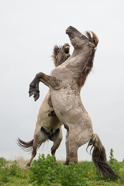 Paarden | Stijgerende konikpaarden - Oostvaardersplassen 2 par Servan Ott