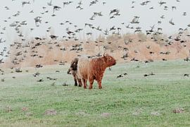 Scottish Highlanders in the Dutch Dunes