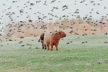 Schotse Hooglanders in de Nederlandse Duinen van Anne Zwagers