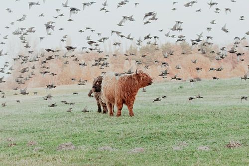 Scottish Highlanders in the Dutch Dunes