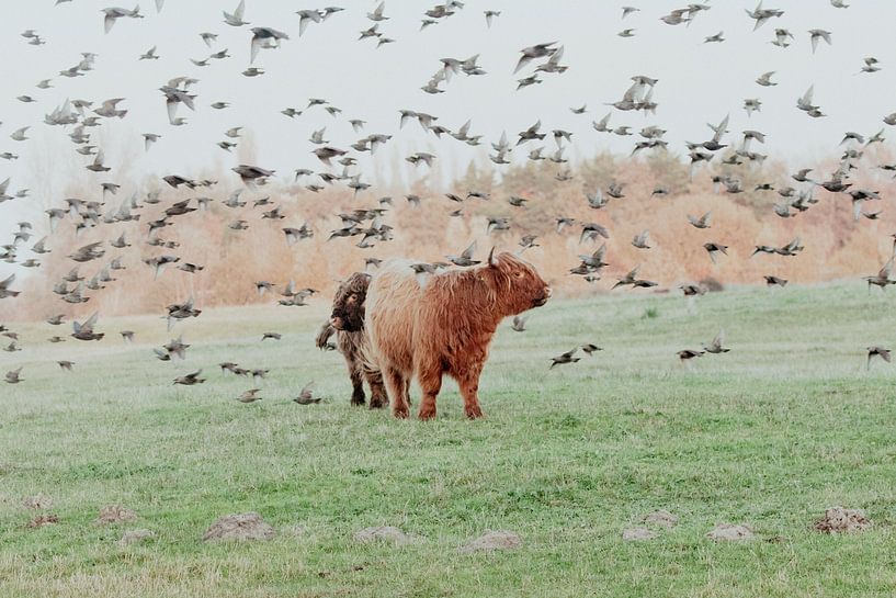 Les Highlanders écossais dans les dunes néerlandaises par Anne Zwagers