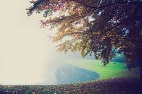A foggy day in the park