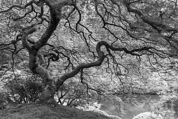 Japanese maple tree in black and white