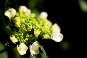 Hortensia wit van Big Vissie