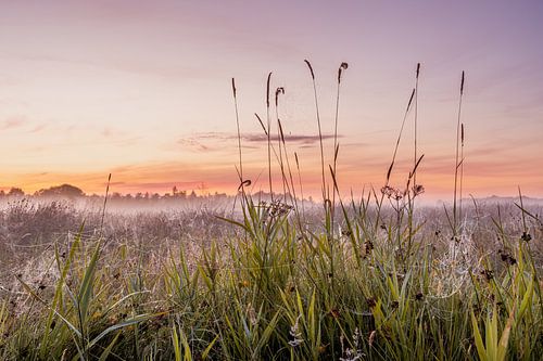 Spinnweben und Nebel bei Sonnenaufgang