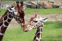 Giraffes 
