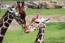 Giraffeen von Selma Hamzic