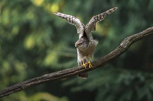 Sparrowhawk starts its flight