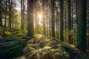 Acquerino Bos Zonlicht, Toscane van Stefano Orazzini