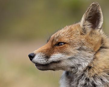 Nahaufnahme eines schönen Fuchses von Patrick van Bakkum