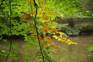 Beukenblad in verschillende tinten