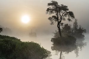 De belles tourbières dans un épais brouillard