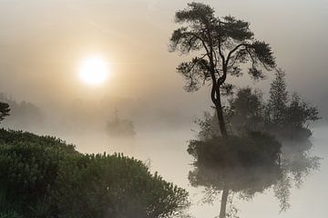 Schöne Moore im dichten Nebel von Björn van den Berg
