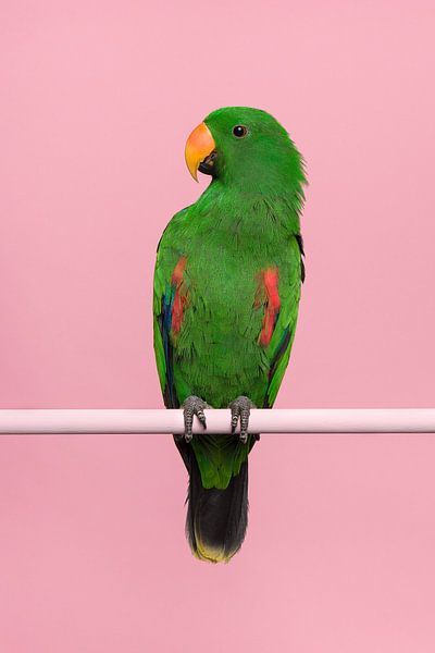 Male green noble parrot in pink by Elles Rijsdijk