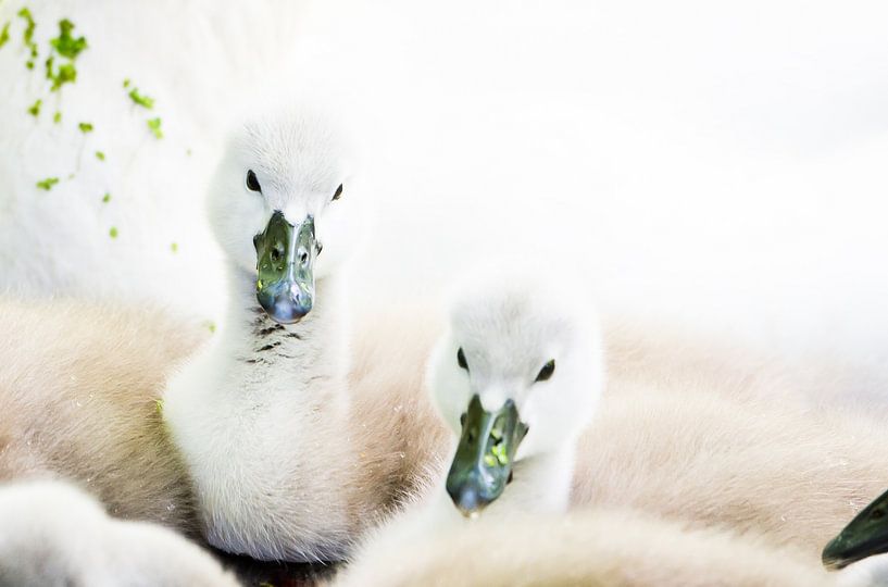 Jonge knobbelzwanen van Danny Slijfer Natuurfotografie