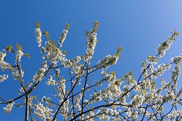 Weiße Blüten und blauer Himmel von Miranda van Assema