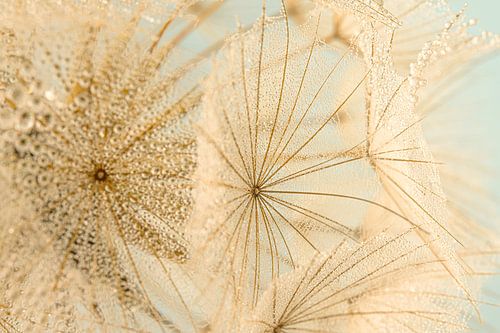 Een morgenster (Tragopogon) met kleine waterdruppeltjes op de web-achtige structuur