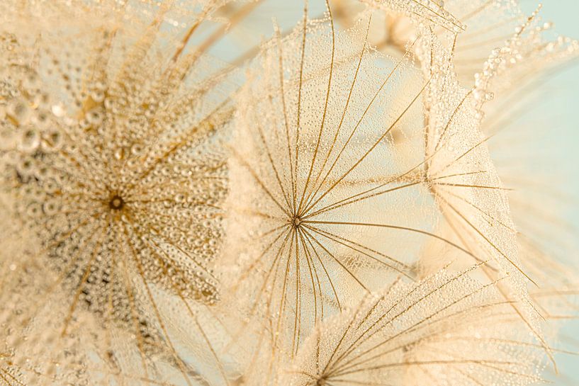A morning star (Tragopogon) with tiny water droplets on its web-like structure by Marjolijn van den Berg