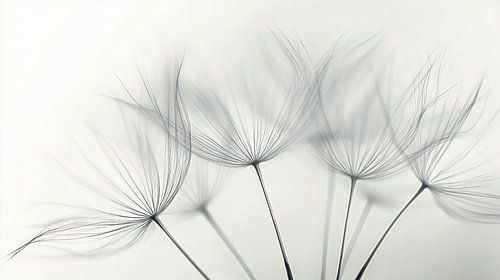 Dandelion fluff