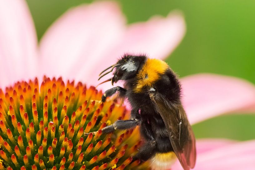 Hummel von AD DESIGN Photo & PhotoArt