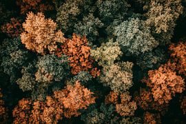 Couronne automnale d'un arbre sur Poster Art Shop