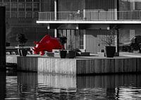 Red rhino