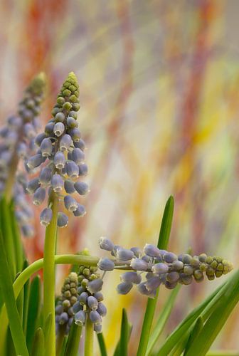 Blauwe Druifjes