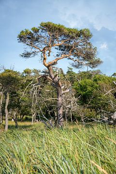 Enkele oude dennenboom staat op een rietweide aan de Duitse Noordzeekust van Hans-Jürgen Janda