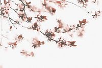 Toffee Kersen Bloemen